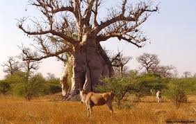 Baobab.