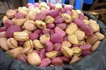 Noix de kola.