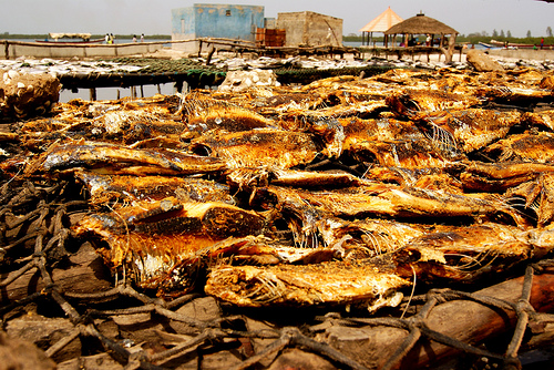 Poissons séchés.
